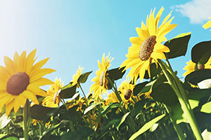 Sunflower Lecithin